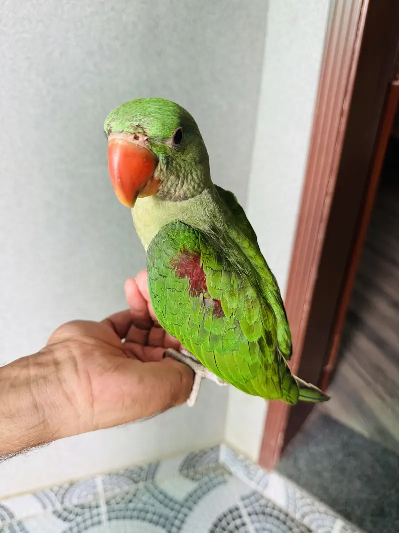 Kashmiri Raw parrot — photo 2