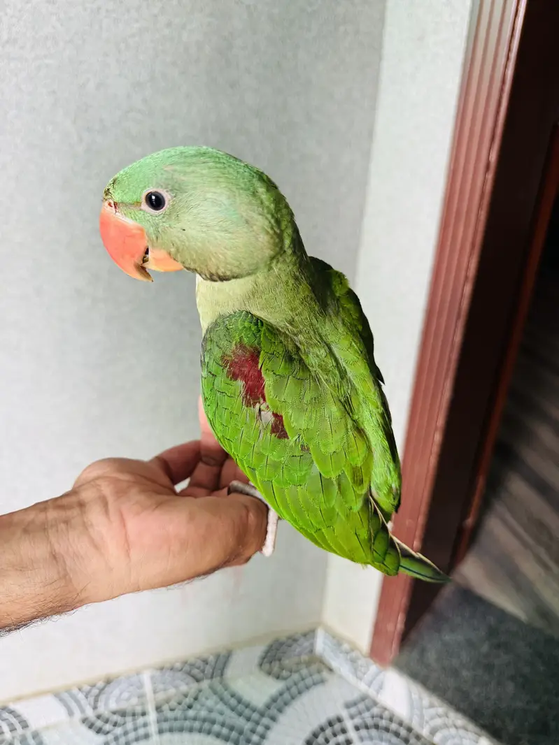 Kashmiri Raw parrot — photo 3
