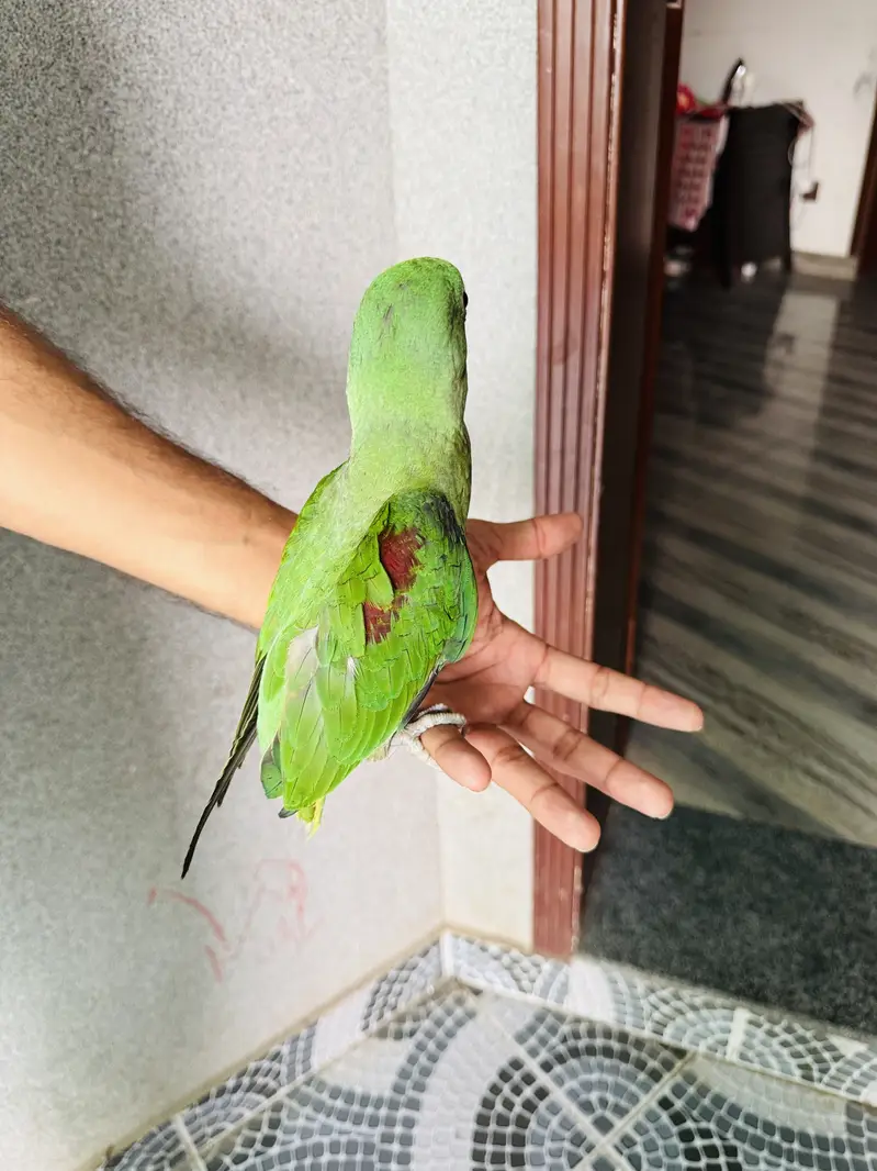 Kashmiri Raw parrot — photo 4