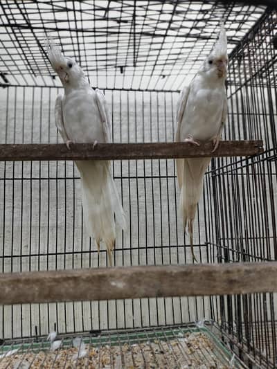 cocktail parrot for sale