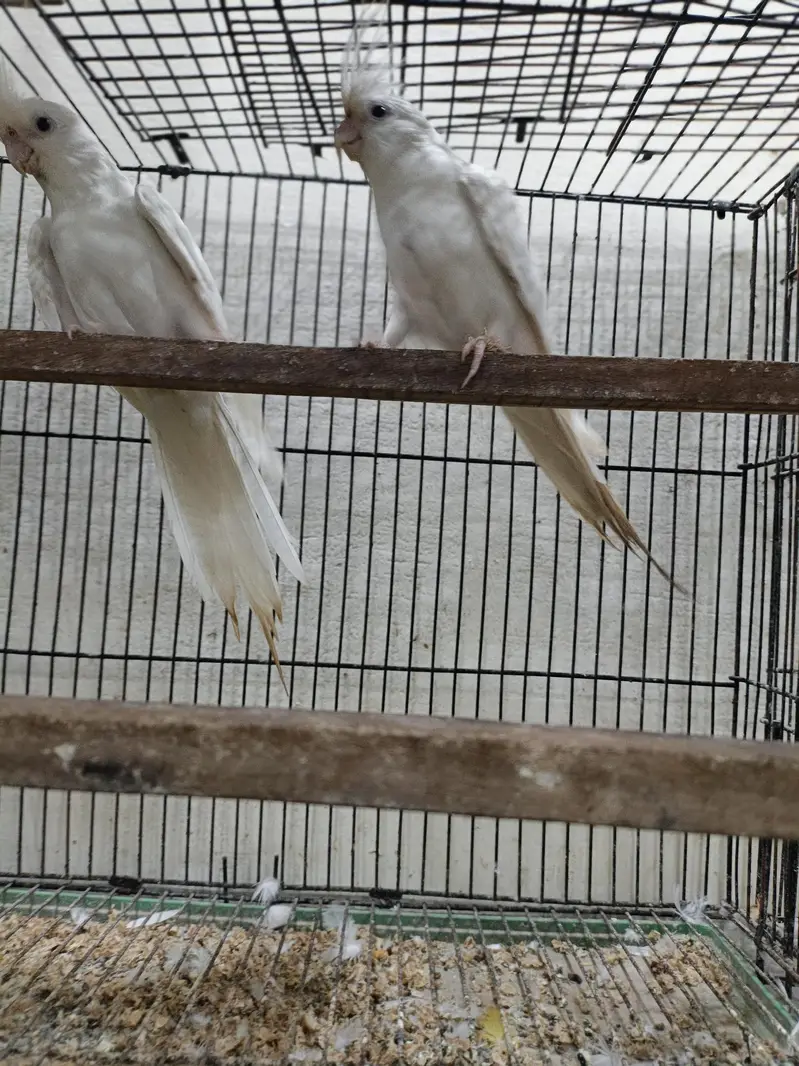 cocktail parrot for sale — photo 2