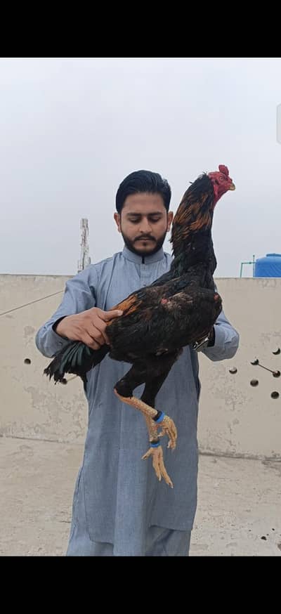 Shamoo 03224727702 What's app