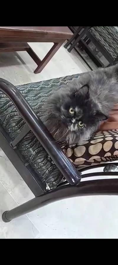 14 august 2026 for sale cat