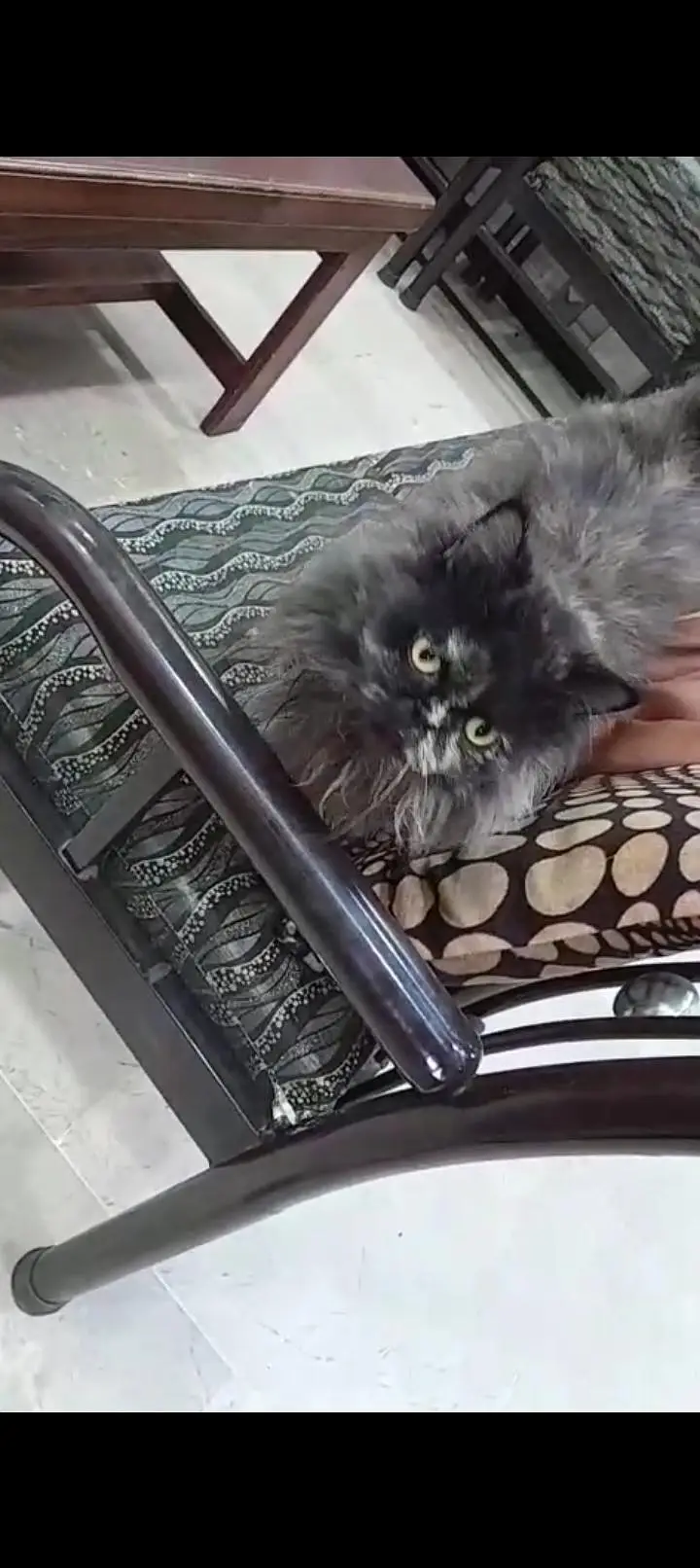 14 august 2026 for sale cat