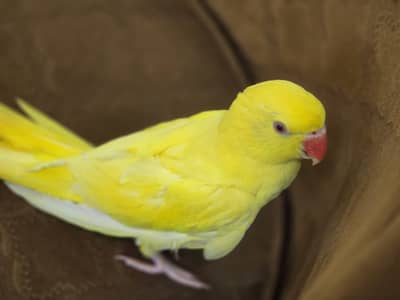 Parrot