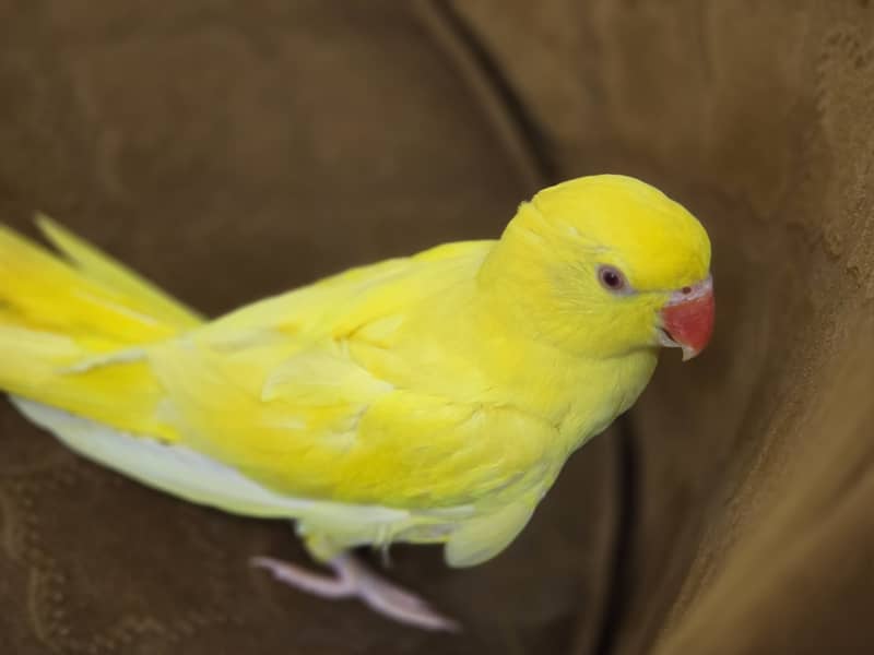 Parrot 0