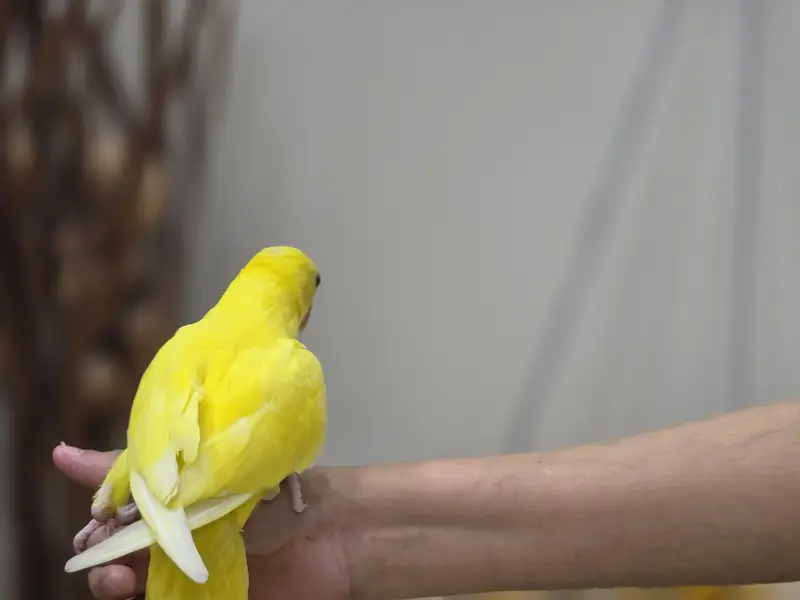 Parrot — photo 2