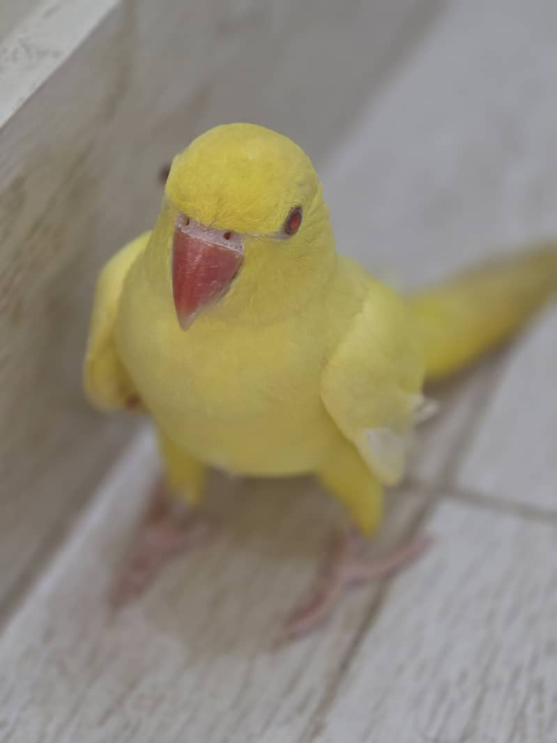 Parrot 2