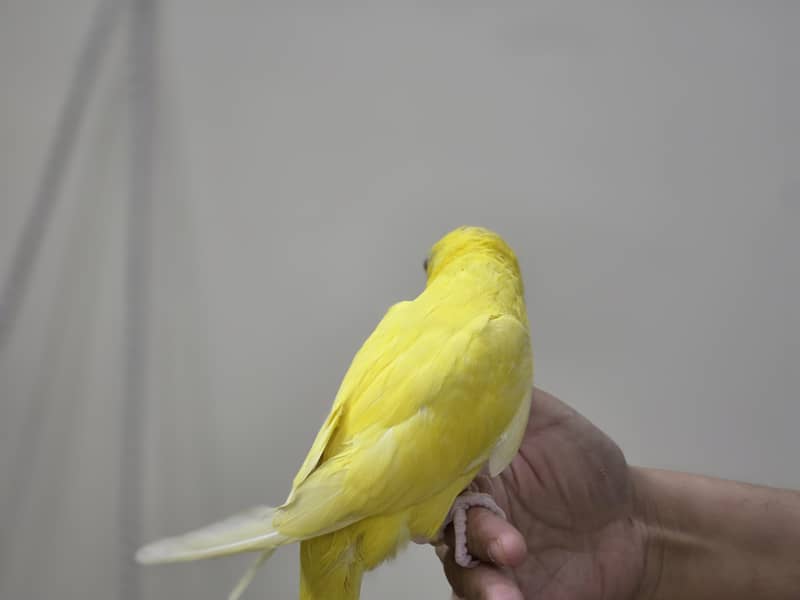 Parrot 3