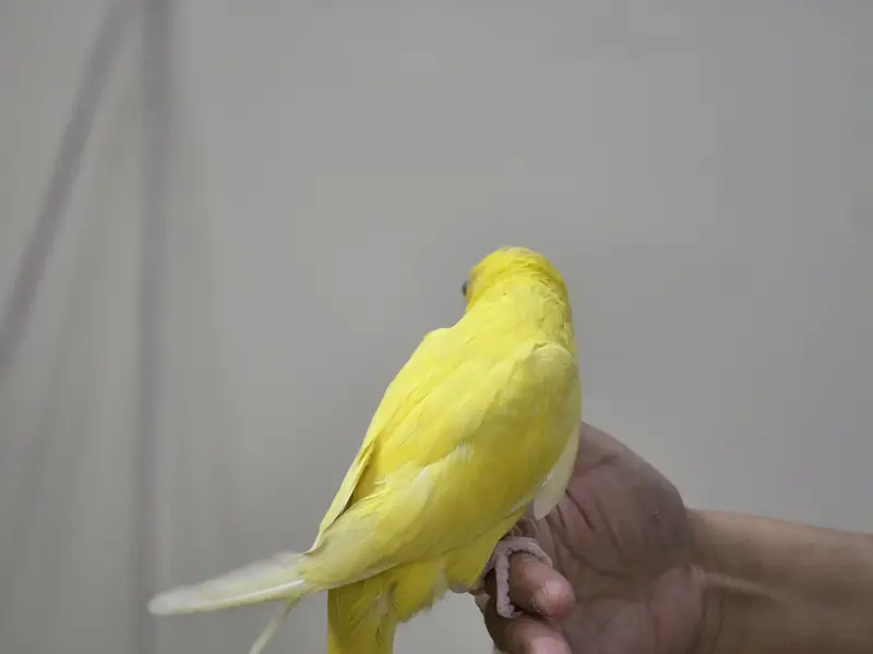 Parrot — photo 4
