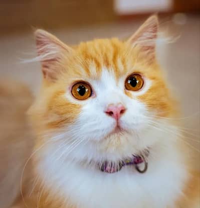 cate orange White colour ha