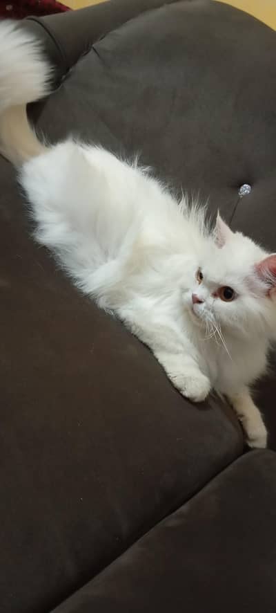 female cat
