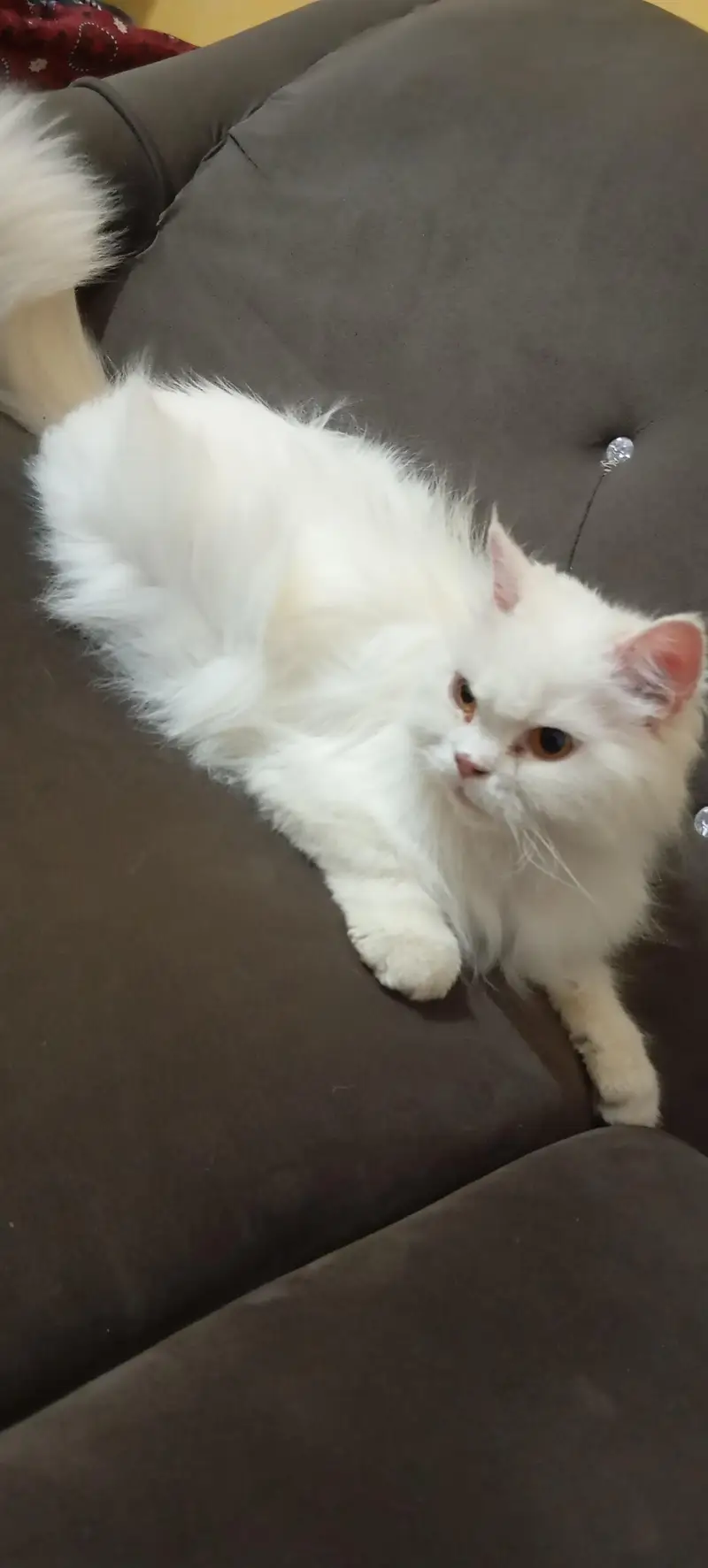 female cat — photo 2
