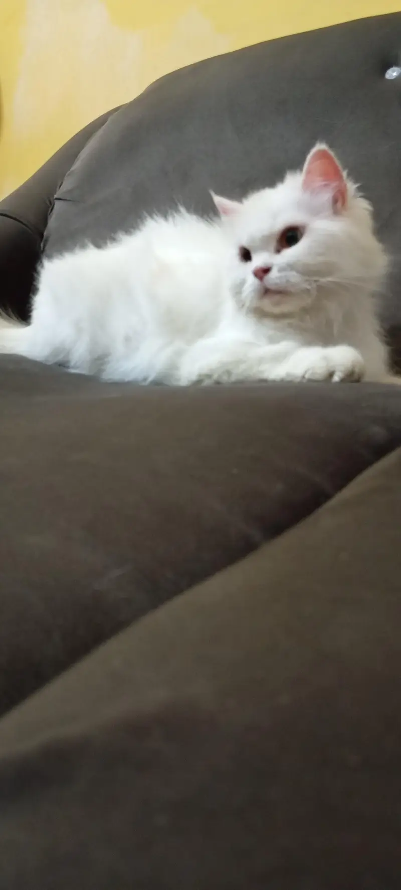 female cat — photo 3
