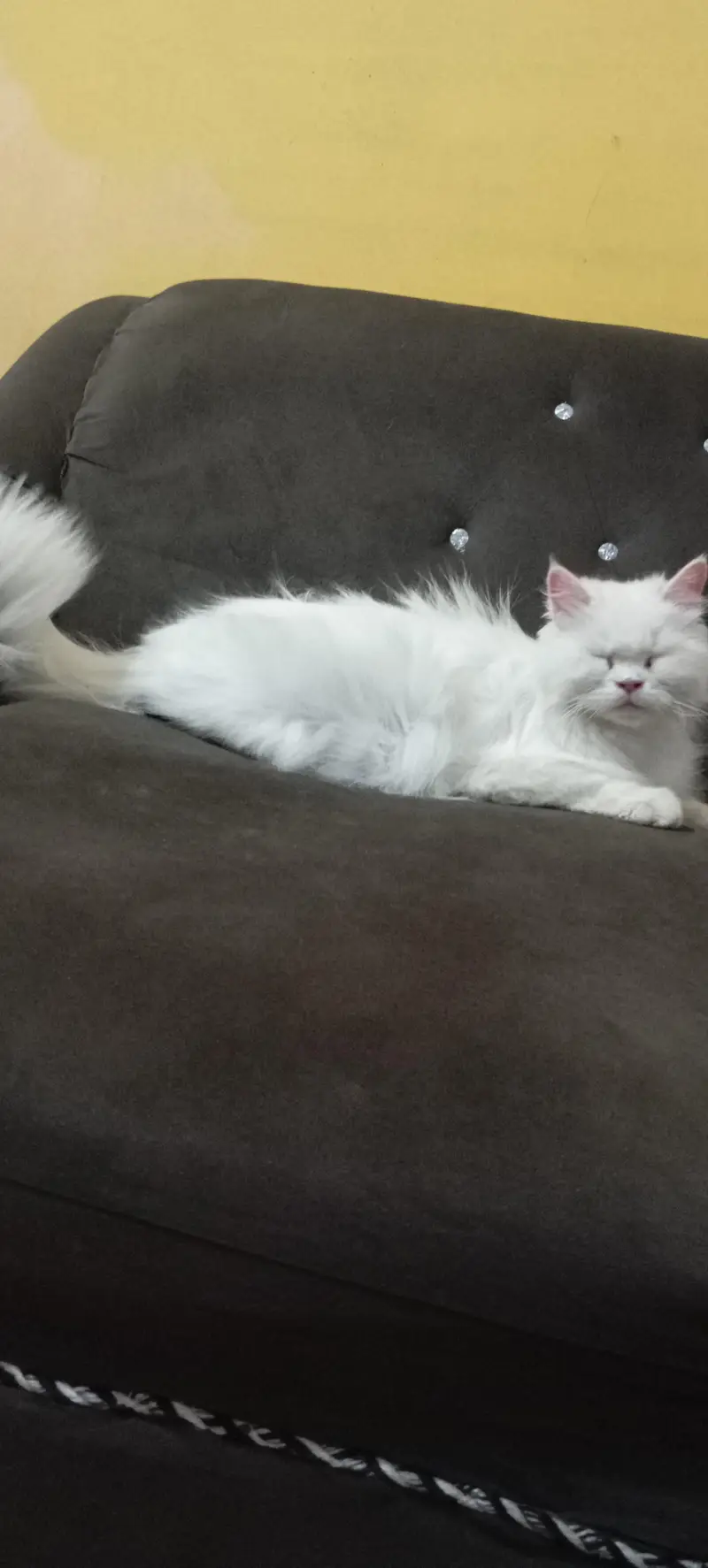female cat — photo 6