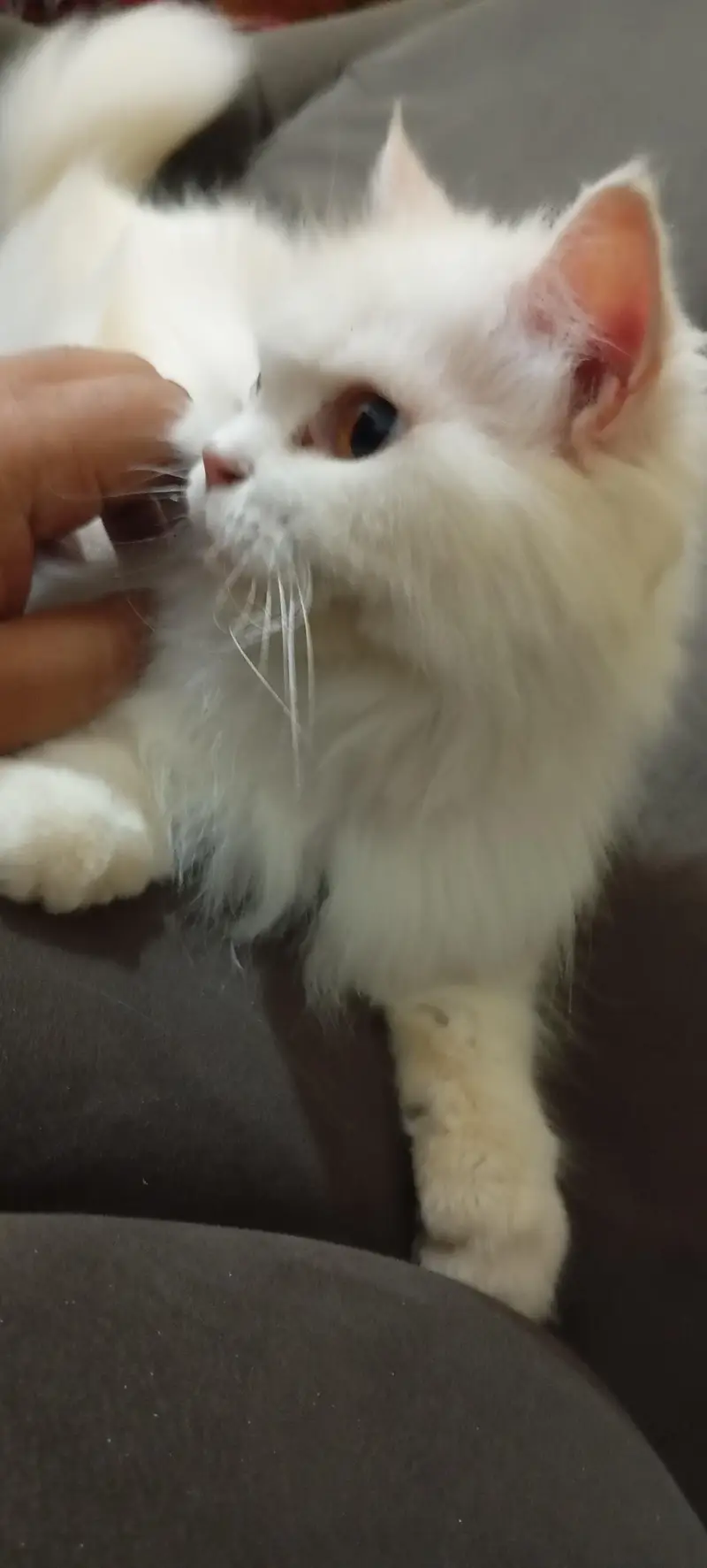 female cat — photo 8