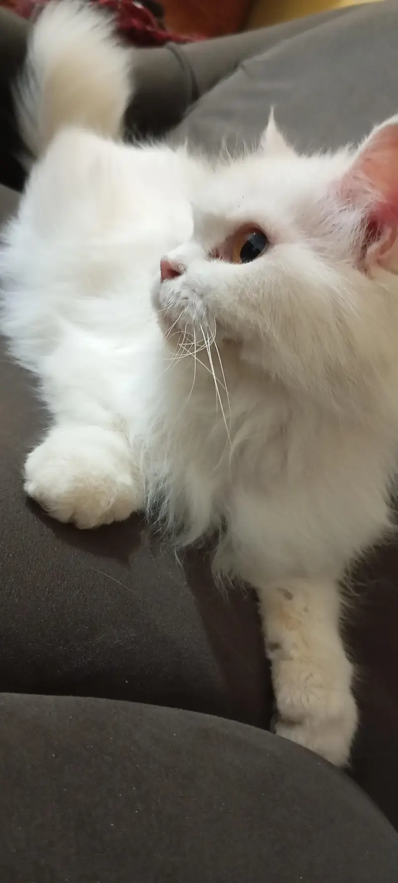 female cat — photo 9