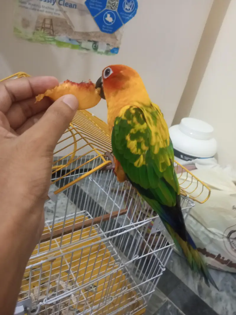 Sun Conure Red factor tamed male — photo 3