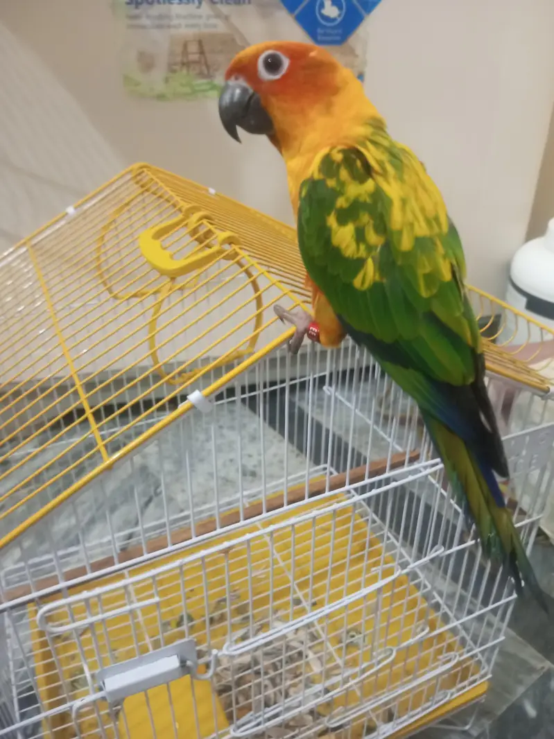 Sun Conure Red factor tamed male — photo 4