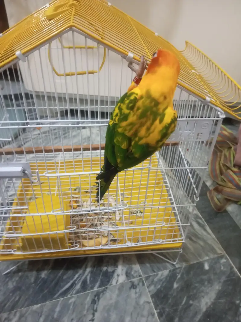Sun Conure Red factor tamed male — photo 5