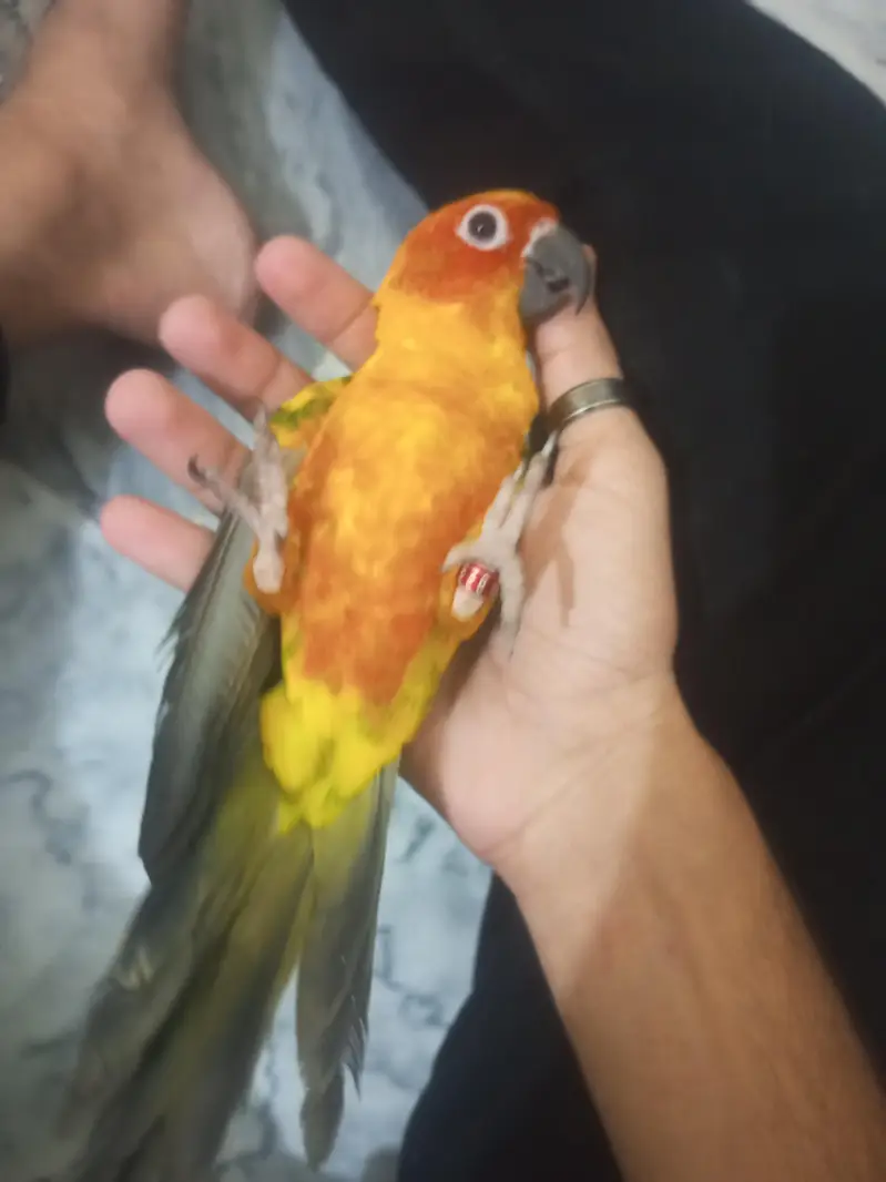 Sun Conure Red factor tamed male — photo 6