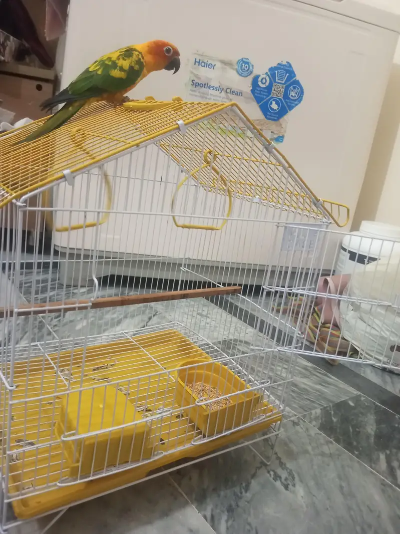 Sun Conure Red factor tamed male — photo 7