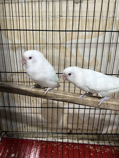 Albino red eye love birds