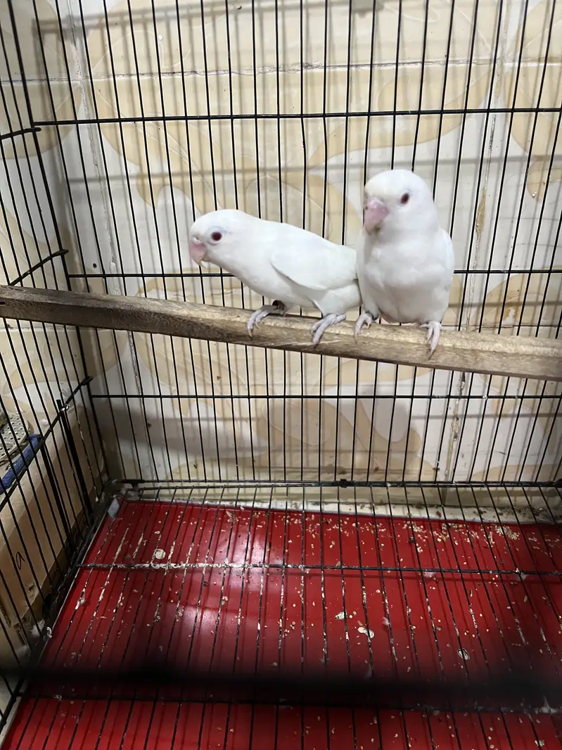 Albino red eye love birds — photo 2
