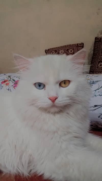 Persian cat