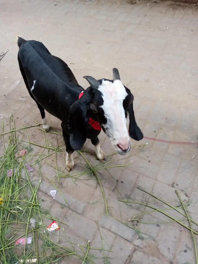 Ablak tapri — photo 2
