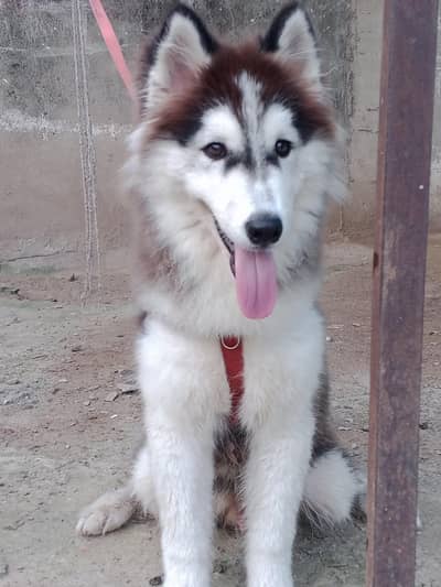 husky male puppy for sale