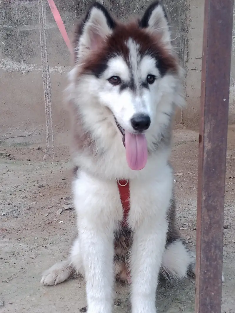 husky male puppy for sale