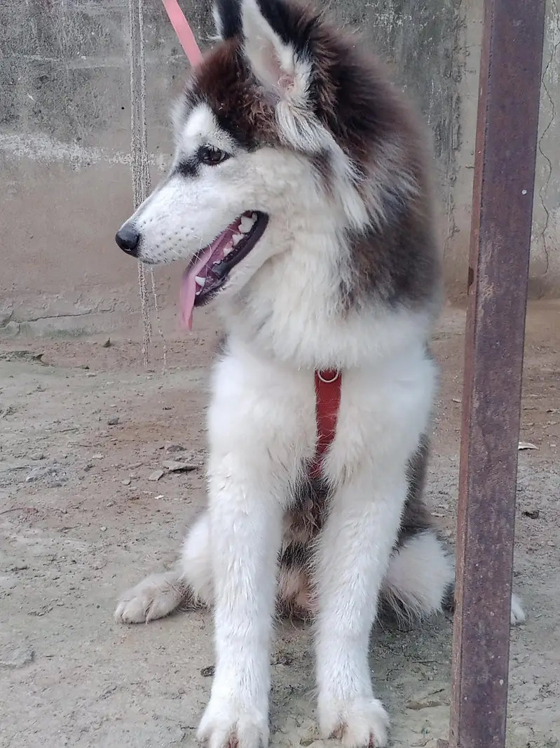 husky male puppy for sale — photo 2