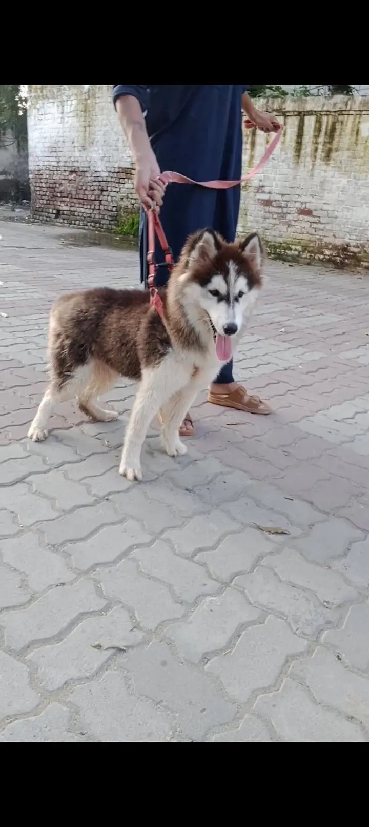husky male puppy for sale — photo 3