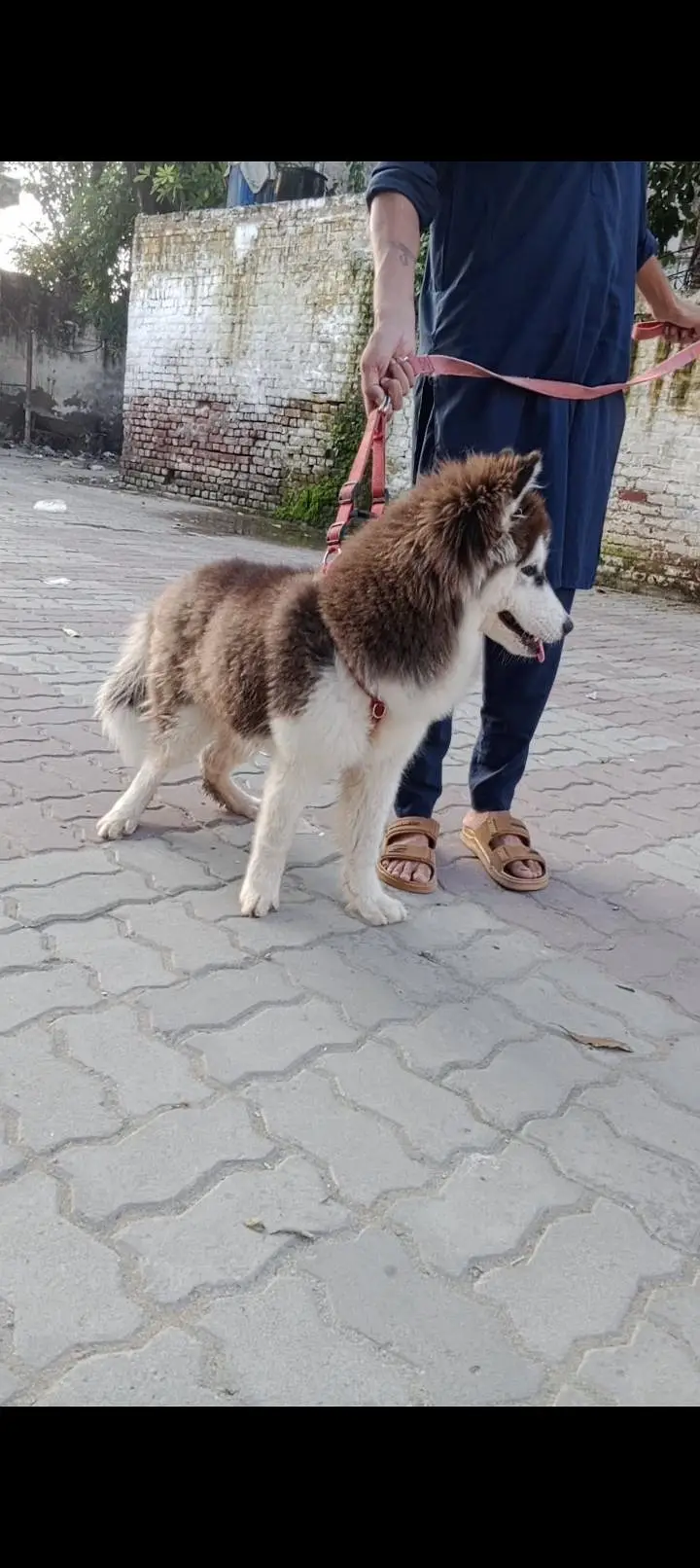 husky male puppy for sale — photo 4