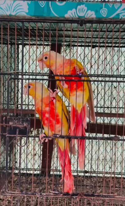 suncheek conure high red factor pairs with dna
