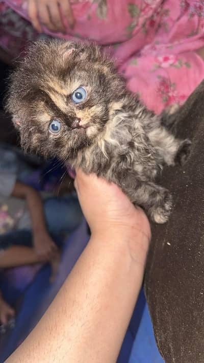 black calico persain female kitten 