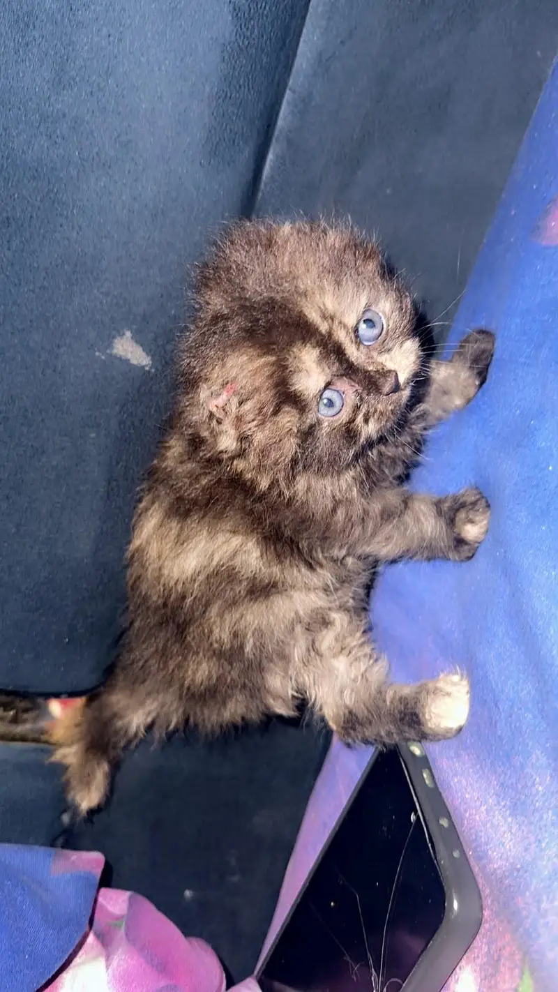 black calico persain female kitten  — photo 2