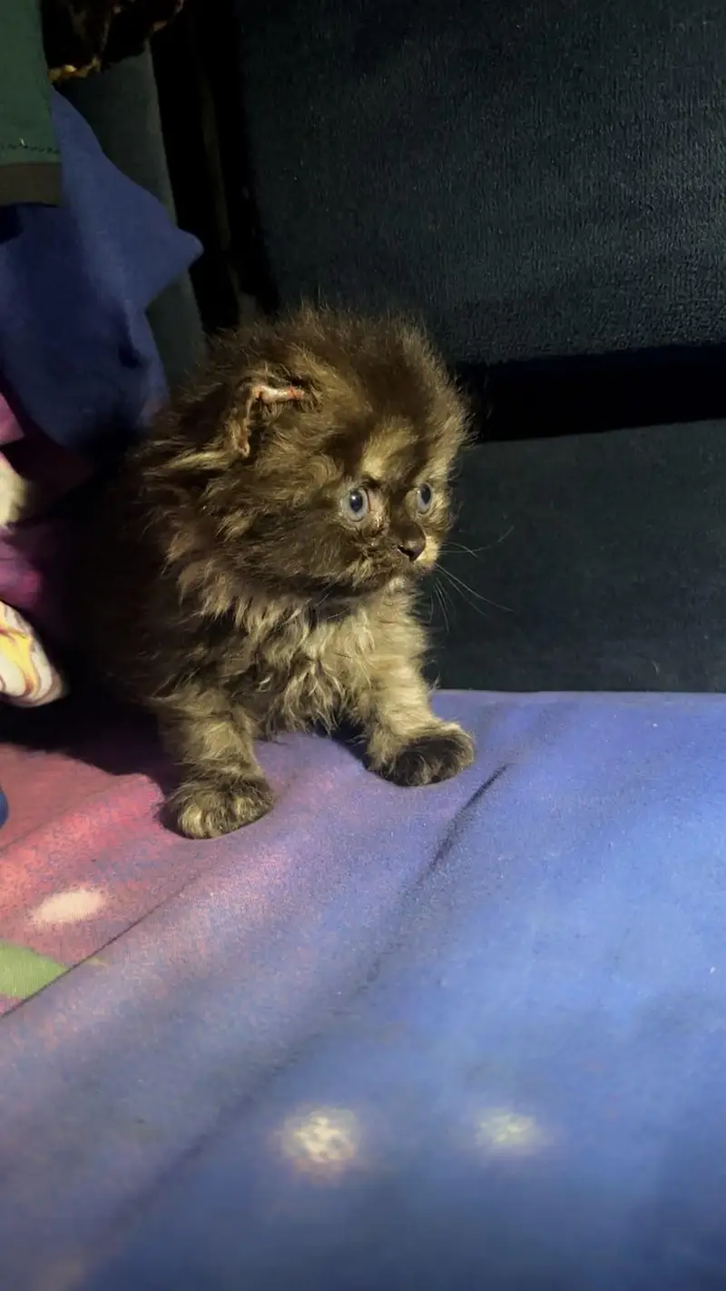 black calico persain female kitten  — photo 3