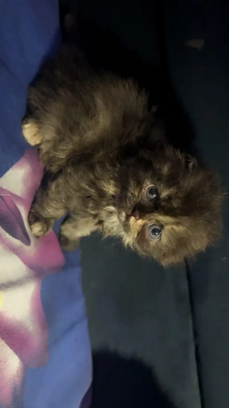 black calico persain female kitten  — photo 4