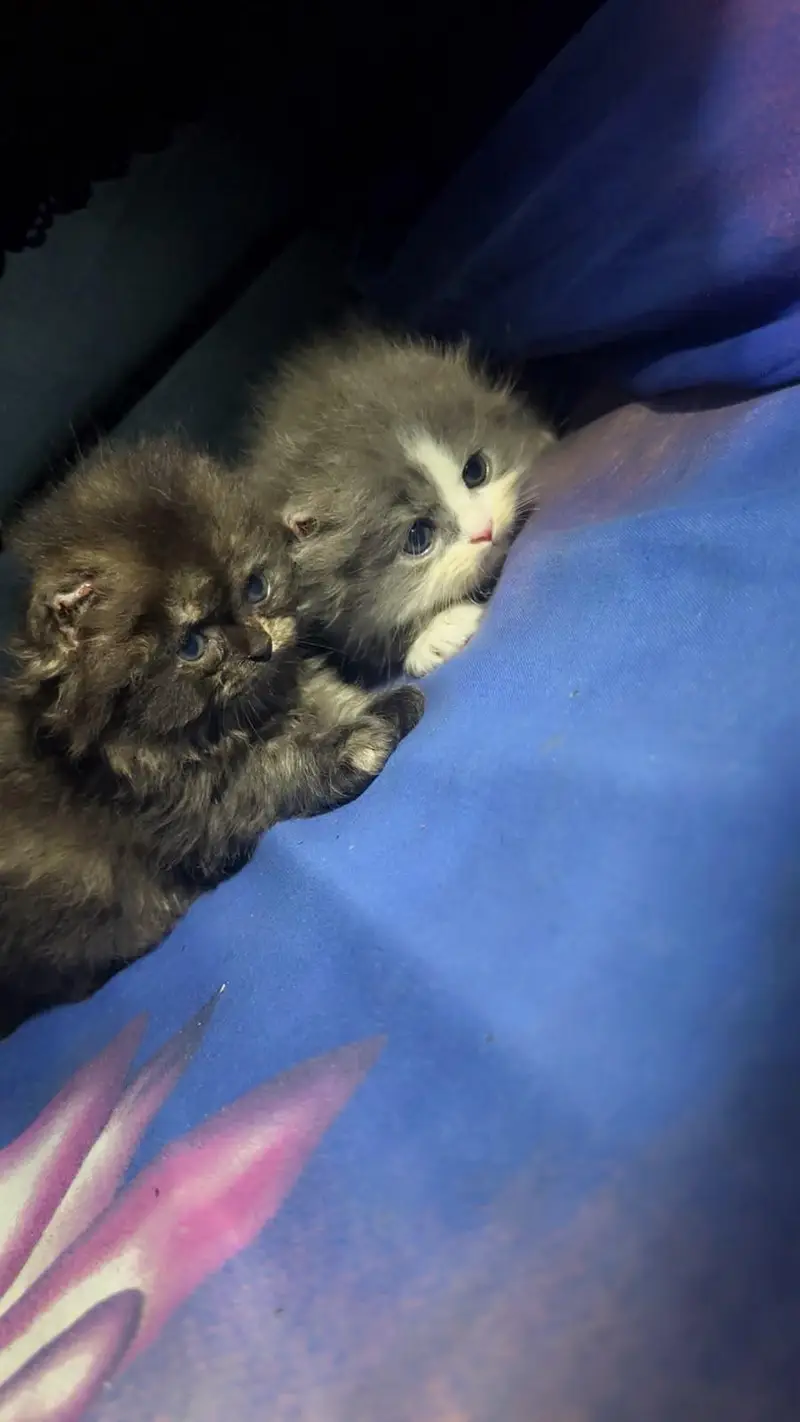 black calico persain female kitten  — photo 5