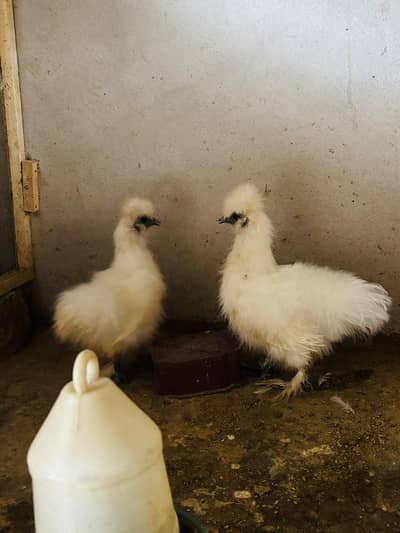 Silkie Chicks