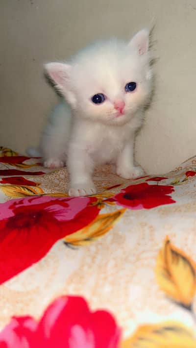 Persian cats kittens