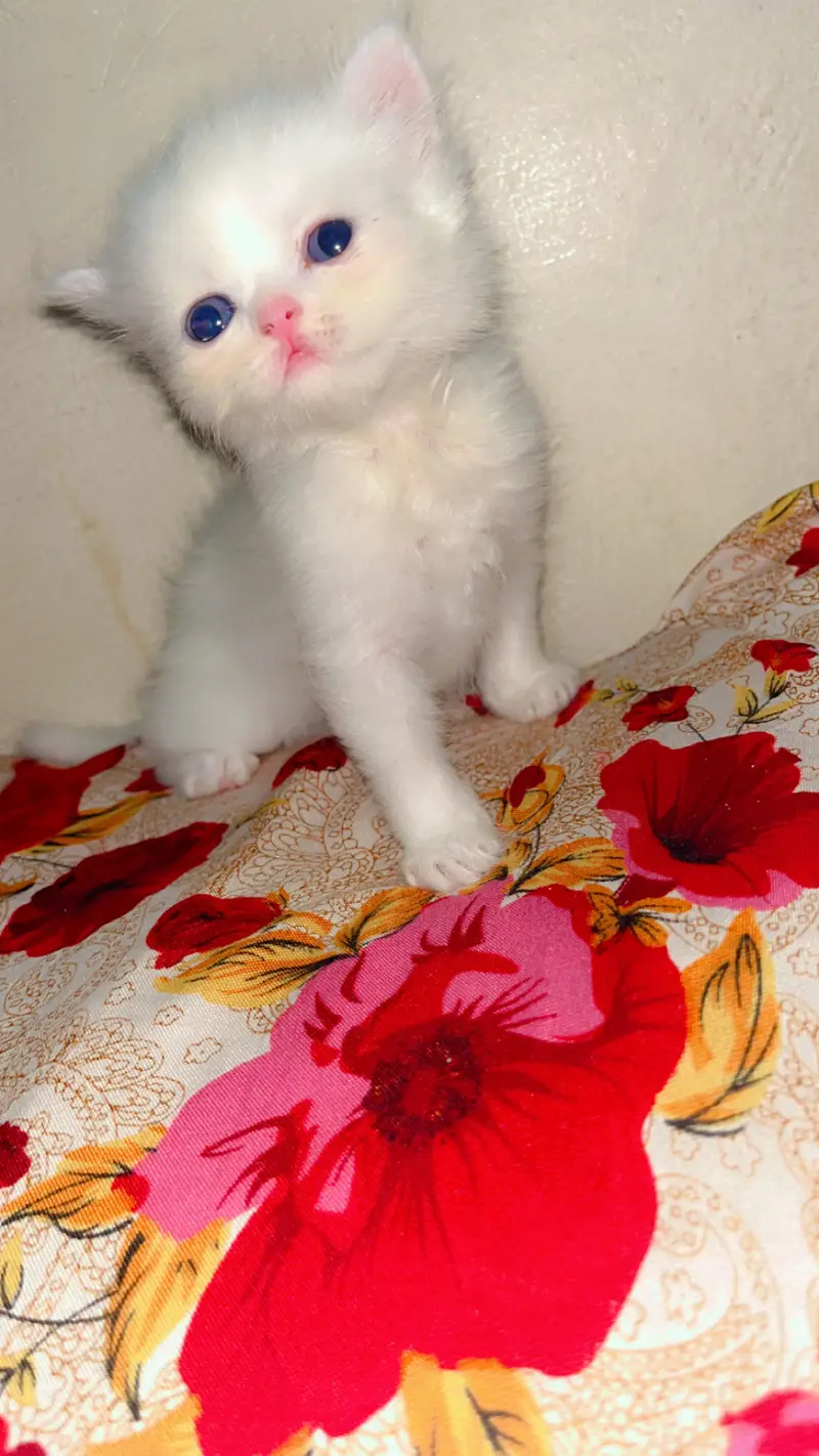 Persian cats kittens — photo 2
