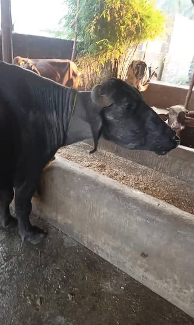 pehlan gooti ya chooti for sale