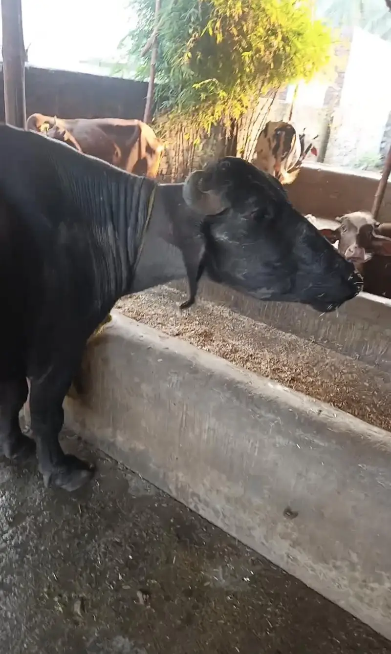 pehlan gooti ya chooti for sale