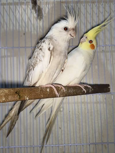 cocktail pair for sale