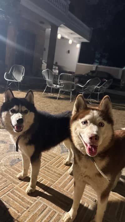 Adult Siberian Husky Breeder Pair