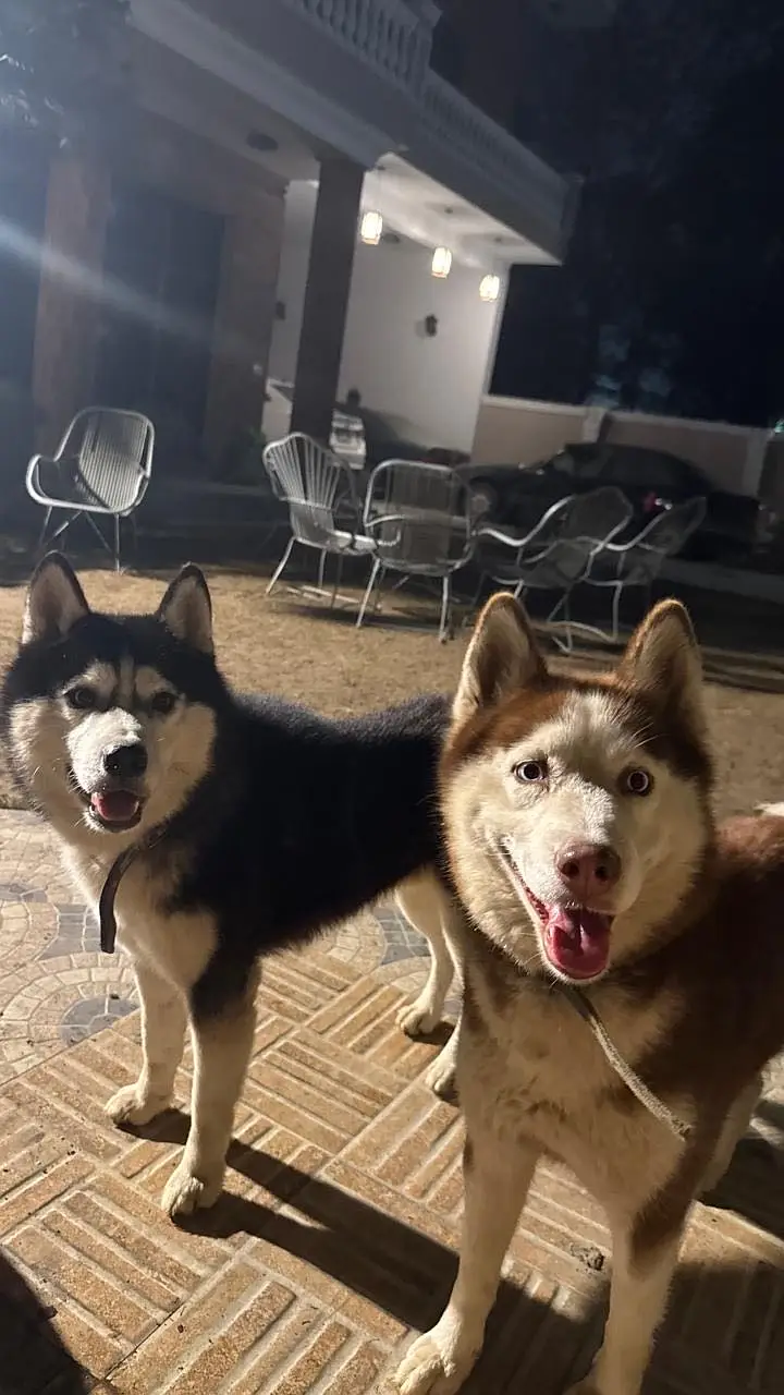 Adult Siberian Husky Breeder Pair