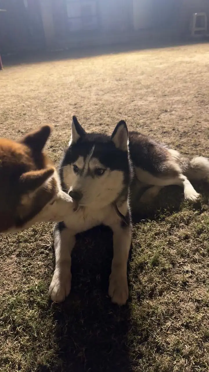 Adult Siberian Husky Breeder Pair — photo 2